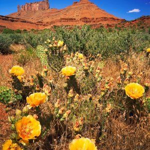 Meet your Posher, Laurel